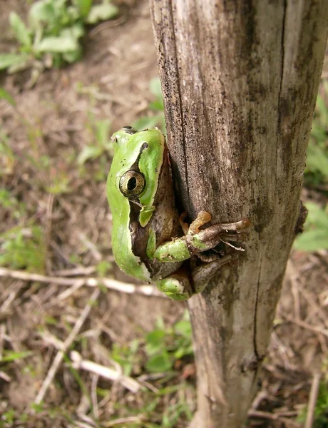 Grenouille serrant — Photo