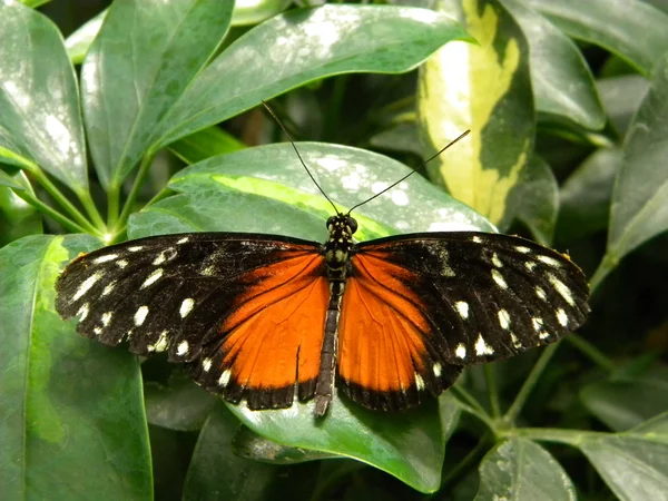 Preto e laranja — Fotografia de Stock