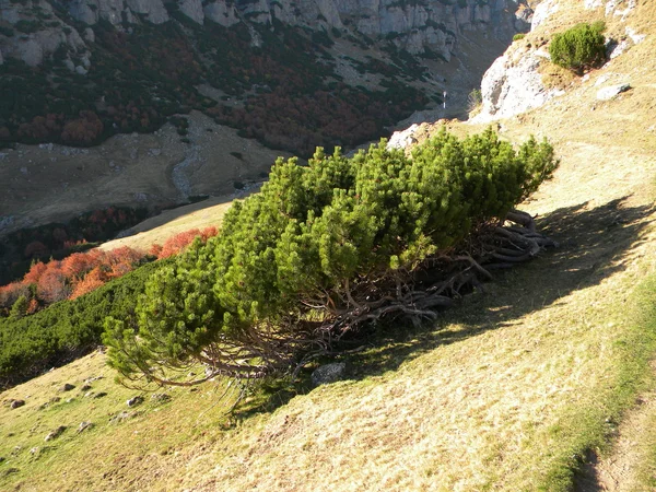 Árbol Heights — Foto de Stock