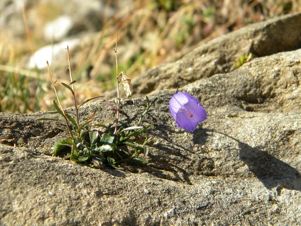 Little purple — Stock Photo, Image