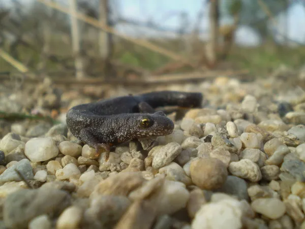 Salamandra —  Fotos de Stock