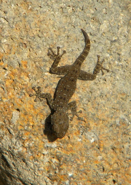 Kertenkele üzerine bir stone — Stok fotoğraf