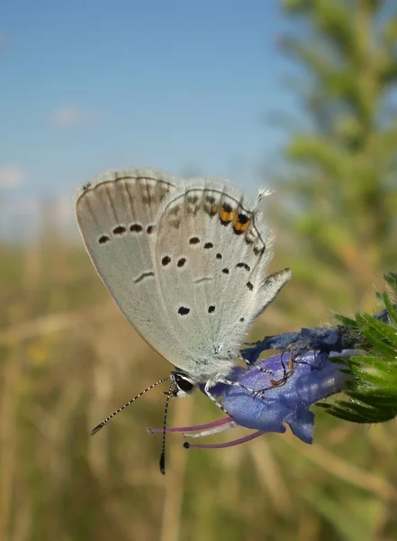 Wenig blau — Stockfoto