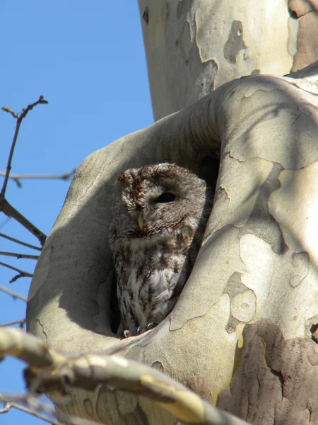 An owl in a hollow — Stock Photo, Image