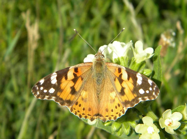 Una farfalla su alcuni fiori bianchi — Foto Stock