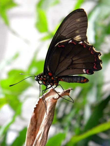bir kuru yaprak üzerinde