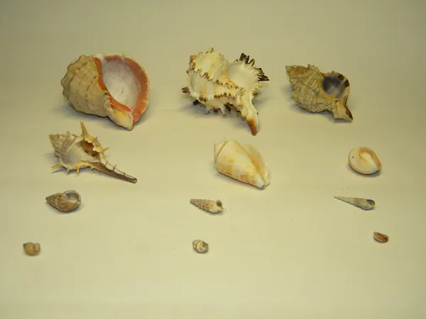 Shells — Stock Photo, Image