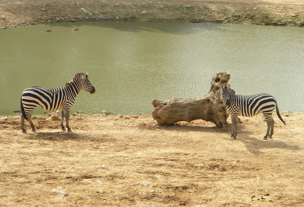 Zebras near a water — Stok fotoğraf