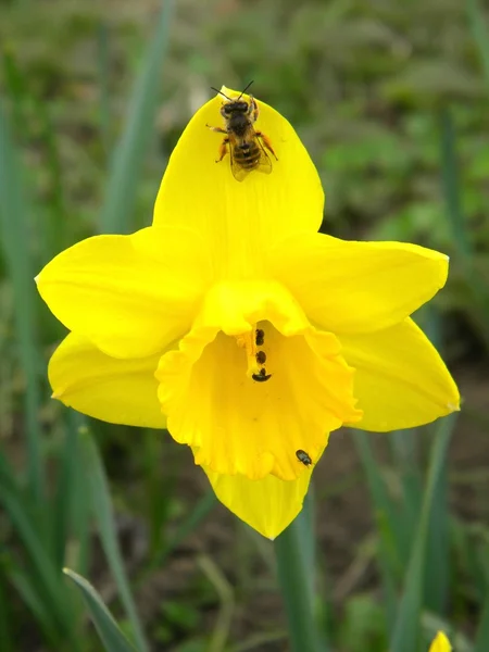 Un narciso y una abeja —  Fotos de Stock