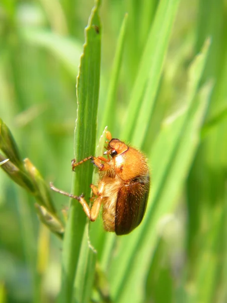 棕色的 bug — 图库照片