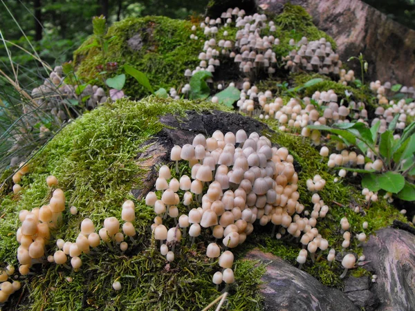 Fungus invasion — Stock Photo, Image