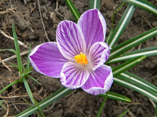 Fioletowy krokus — Zdjęcie stockowe