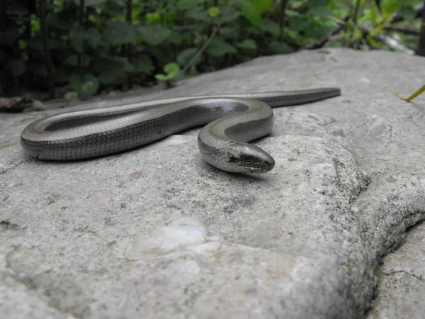 Coming on a stone — Stock Photo, Image