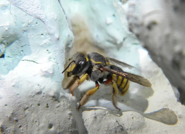 Пчела-строитель — стоковое фото