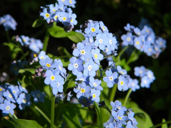 Små blå blommor — Stockfoto