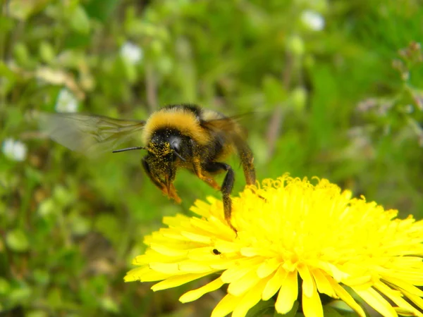 Fliegen von einer Blume — Stockfoto