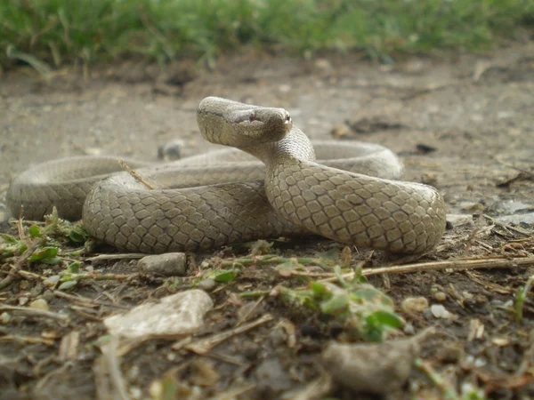 Коричневі змії на землі — стокове фото