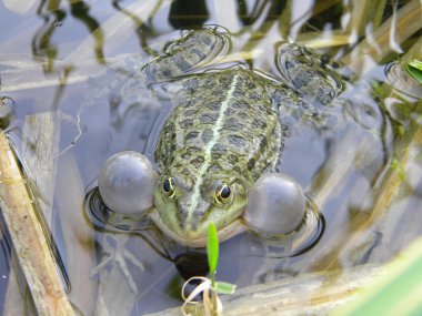 çiftleşme mevsimi kurbağa