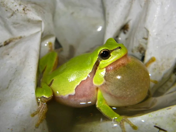 Sapo de árvore em um plástico branco — Fotografia de Stock