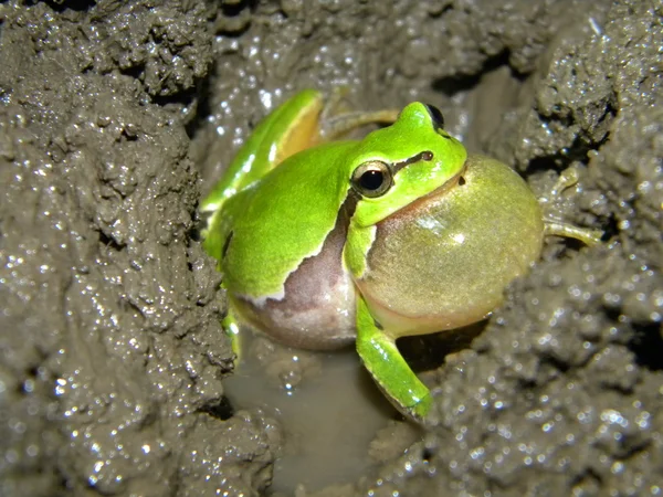 Tree frog singing — Stock Photo, Image
