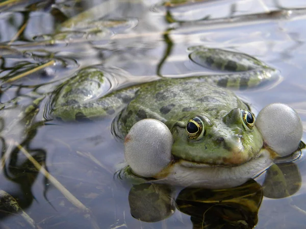 Male frog singing — Stock Photo, Image