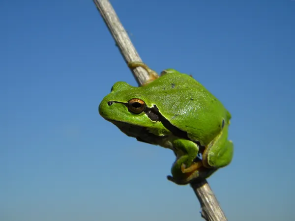 Kikker op blauwe achtergrond — Stockfoto