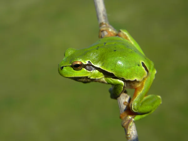 Зеленая лягушка на зеленом фоне — стоковое фото