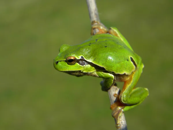 Groene kikker op groene achtergrond — Stockfoto