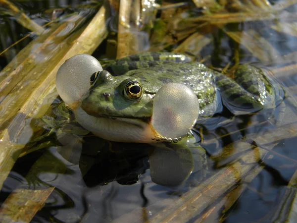 Cantando no lago — Fotografia de Stock