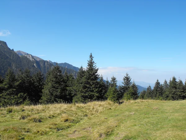 Trees on the mountains — Stock Photo, Image