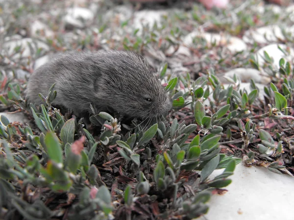 Pequeno roedor na grama — Fotografia de Stock