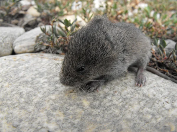 Muis op een steen — Stockfoto