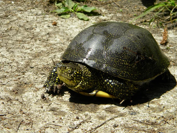 European water turtle — Stock Photo, Image