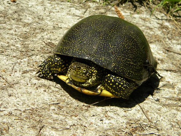 Żółw wodny na suchy ląd — Zdjęcie stockowe