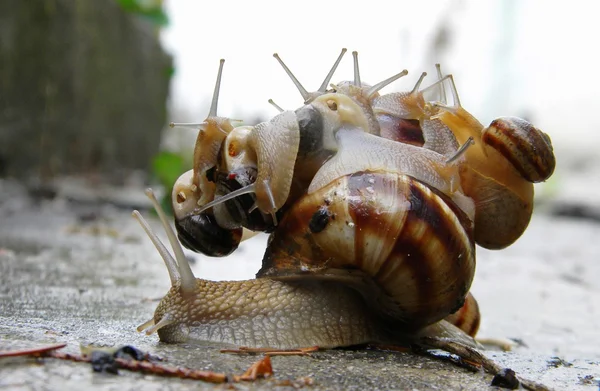 Snails — Stock Photo, Image