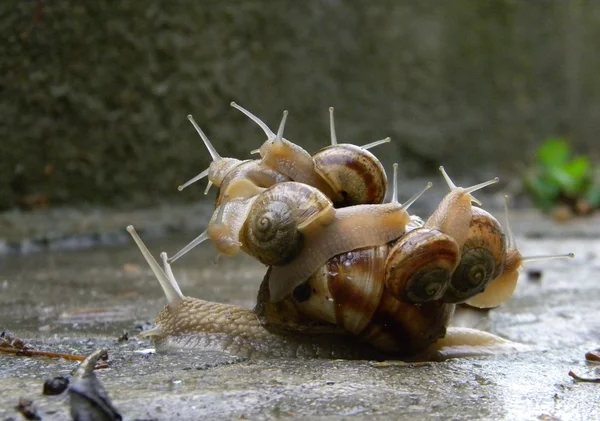 Snail bus — Stock Photo, Image