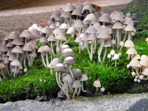 Gray mushrooms — Stock Photo, Image