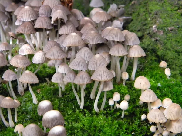 Little mushrooms — Stock Photo, Image