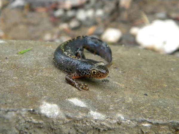 Piccola salamandra — Foto Stock