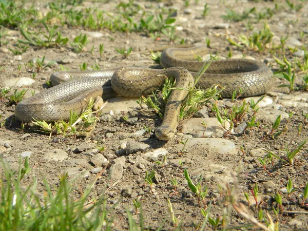 Cobra castanha a vir ter comigo — Fotografia de Stock