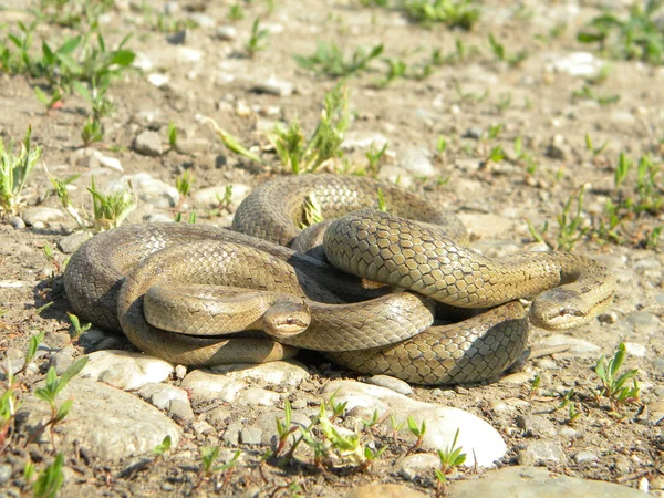 Duas cobras — Fotografia de Stock