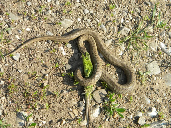 Змія і ящірка борються — стокове фото