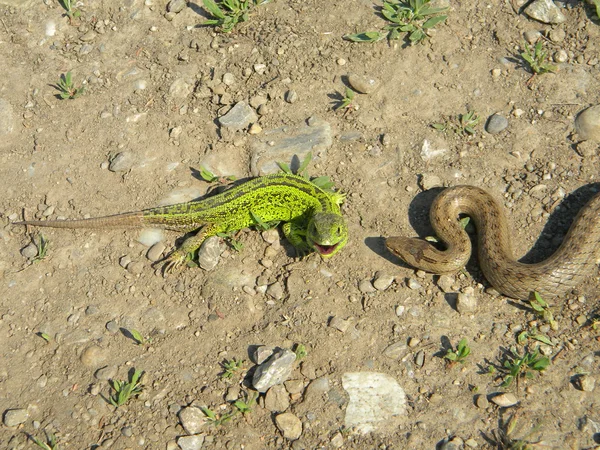 Змія біля ящірки — стокове фото