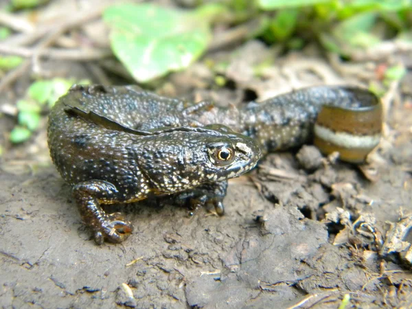 Salamandra grande — Fotografia de Stock