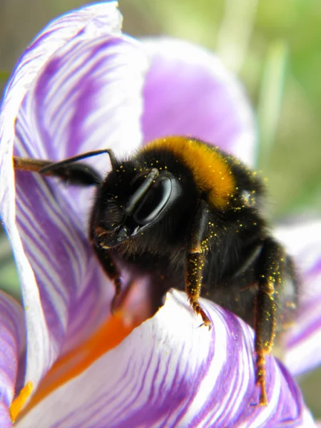 Μεγάλη μέλισσα σε ένα μωβ λουλούδι — Φωτογραφία Αρχείου
