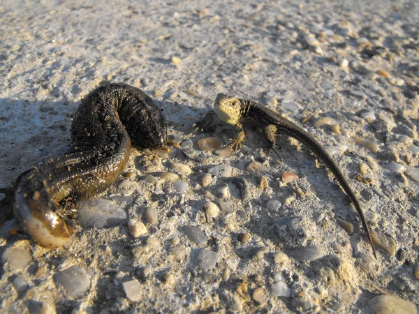 Lizard and salamander — Stock Photo, Image