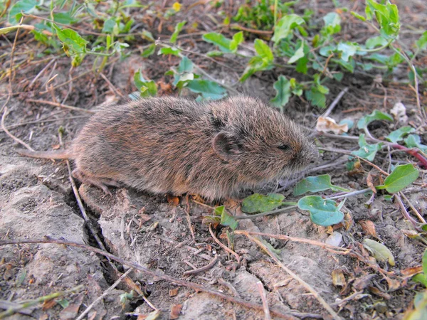 Solitario mouse waitnig — Foto Stock