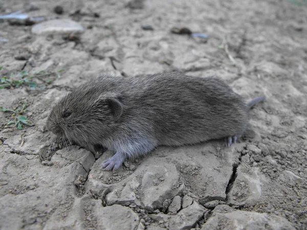 Lonely mouse — Stock Photo, Image
