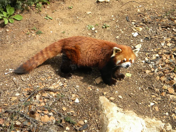 Red panda — Stock Photo, Image