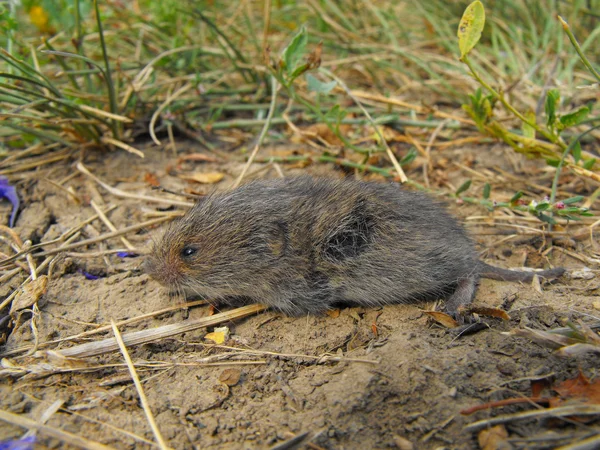 Мышь на суше — стоковое фото